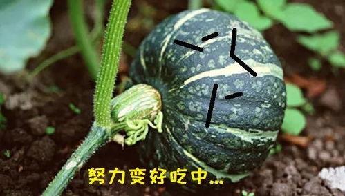 吃瓜黄胖,揭秘网络红人的崛起之路