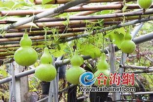 小狗吃葫芦瓜,小狗的葫芦瓜美食之旅