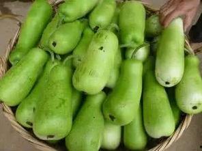 小狗吃葫芦瓜,小狗的葫芦瓜美食之旅