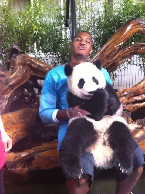 吃瓜表情熊猫经典,萌态百出的欢乐瞬间