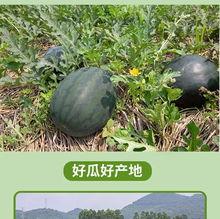 摘麒麟瓜现吃,尽享夏日清新美味