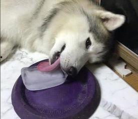 关注舔狗吃大瓜,大瓜背后的逆袭传奇