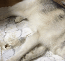 关注舔狗吃大瓜,大瓜背后的逆袭传奇