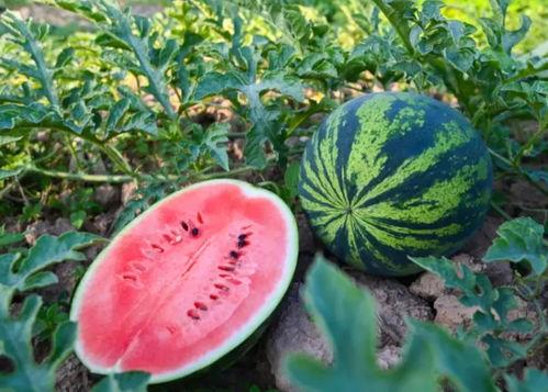 追影吃瓜,揭秘娱乐圈幕后故事