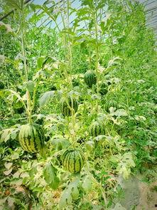 带你吃瓜311集,揭秘311集背后的精彩故事