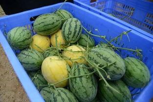 互换吃瓜群,揭秘网络社交新潮流