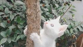 上树吃瓜,一场别开生面的夏日奇遇