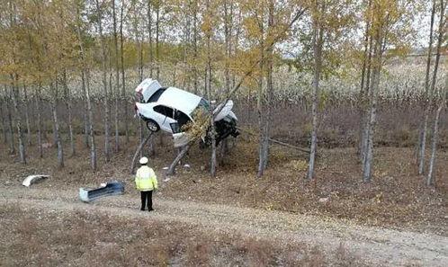 上树吃瓜,一场别开生面的夏日奇遇