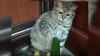 小猫吃瓜文案图片