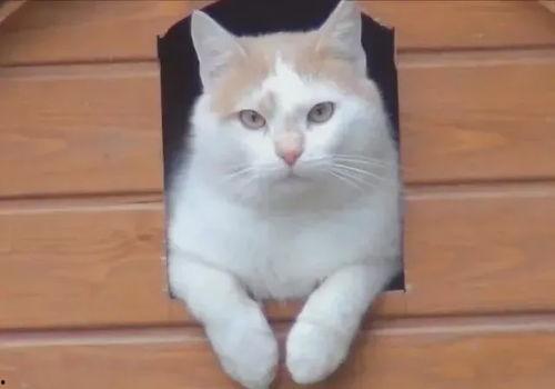 小猫吃瓜文案图片