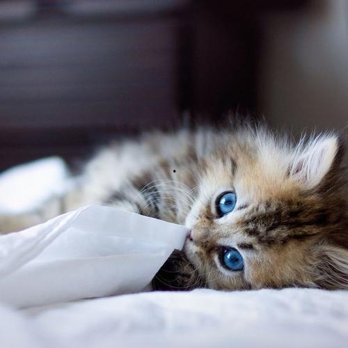 小猫吃瓜文案图片