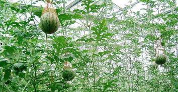 树瓜棍怎么吃,解锁美味新体验