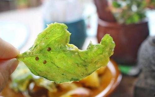 树瓜棍怎么吃,解锁美味新体验