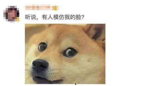 蜜蜂狗头吃瓜,一场吃瓜引发的欢乐盛宴