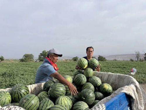 黑旋风砍吃瓜,夏日清凉美食新体验