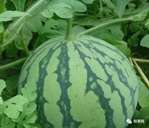 网传热瓜吃瓜群分享,吃瓜群里的热议焦点