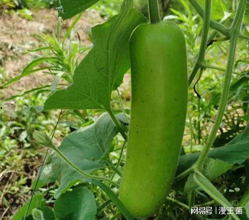 新疆的瓠子瓜怎么吃,新疆瓠子瓜的多样食法探索