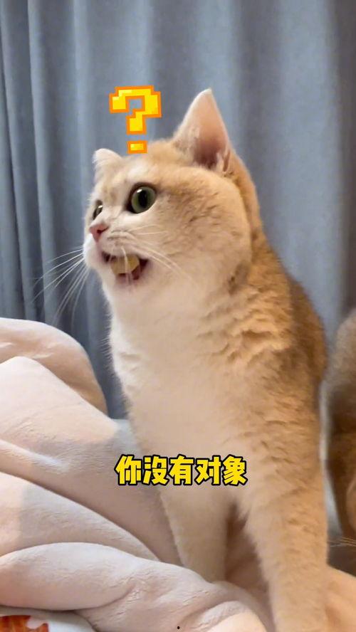 吃瓜群众老猫