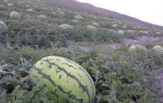 不去皮可以吃石瓜吗