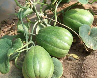 吃瓜吃到自己老家身上