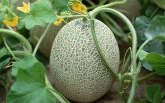 哈密瓜和奶一起吃吗,哈密瓜与奶制品的搭配建议与营养分析