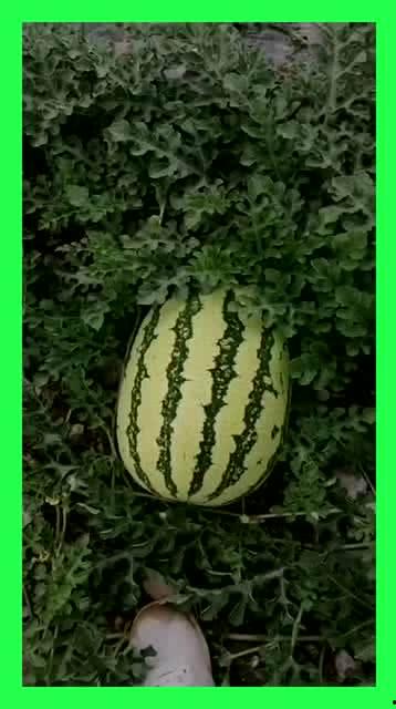 吃瓜吃到腻,揭秘娱乐圈幕后真相