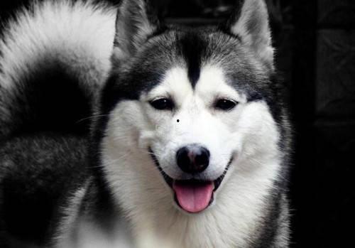 狗狗吃瓜放屁臭