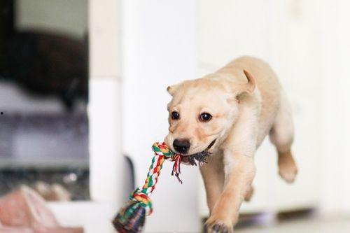 狗狗吃瓜放屁臭