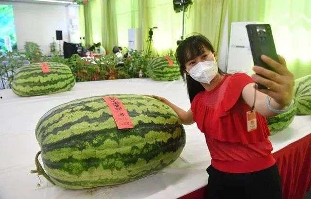 吃瓜是什么天赋,揭秘网络时代下的全民娱乐精神