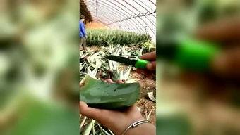 医学胖子吃瓜,医学视角下的胖子吃瓜现象解析