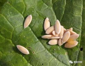 吃瓜没吃老瓜花,探寻网络流行语的奥秘