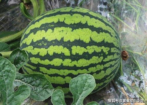 吃瓜没吃老瓜花,探寻网络流行语的奥秘