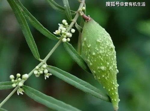 吃瓜没吃老瓜花,探寻网络流行语的奥秘