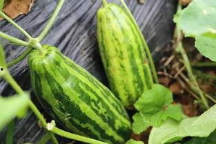 吃瓜的特点,揭秘吃瓜群众的独特魅力