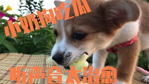 吃瓜主人和吃瓜狗一样吗,趣味对比，揭秘两者相似之处