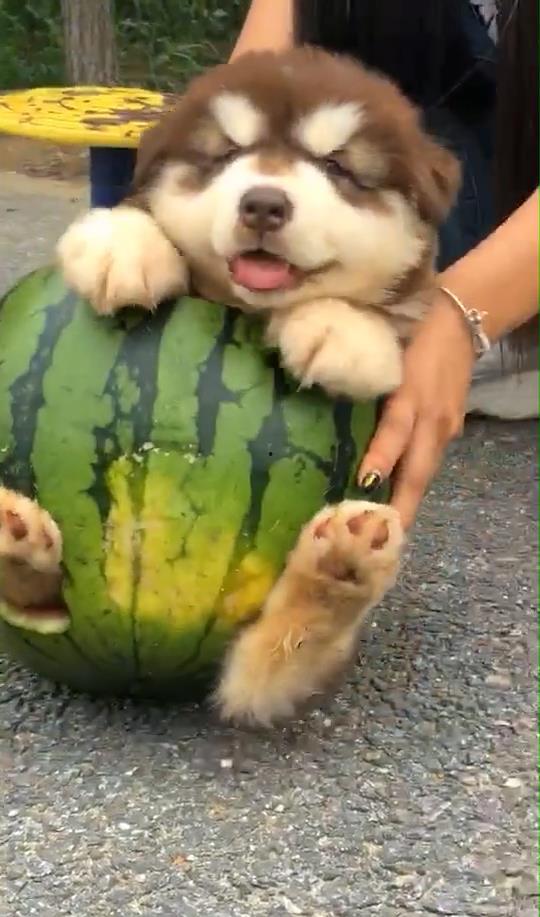 吃瓜主人和吃瓜狗一样吗,趣味对比，揭秘两者相似之处